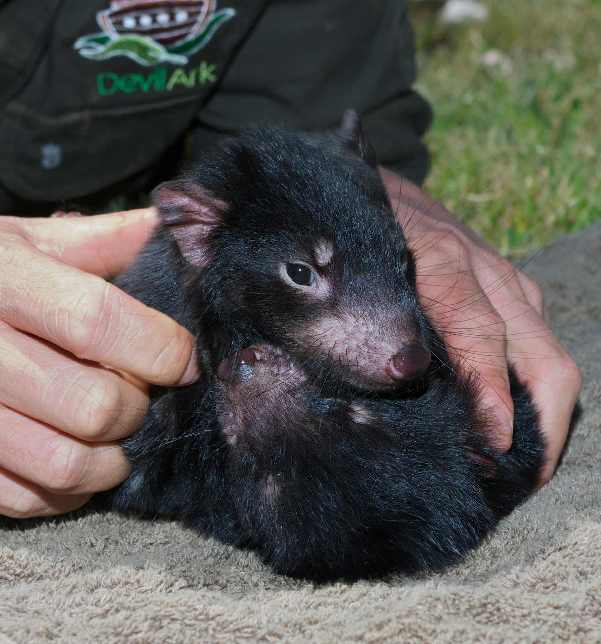 Tasmanian devil facial tumor