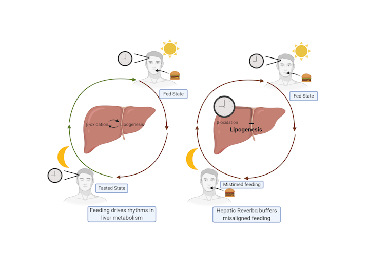 liver gene helps body keep working smoothly after late nights and midnight snacks 13 A diagram of how the liver 'clock' gene helps smooth out occasional circadian rhythm disruptions.