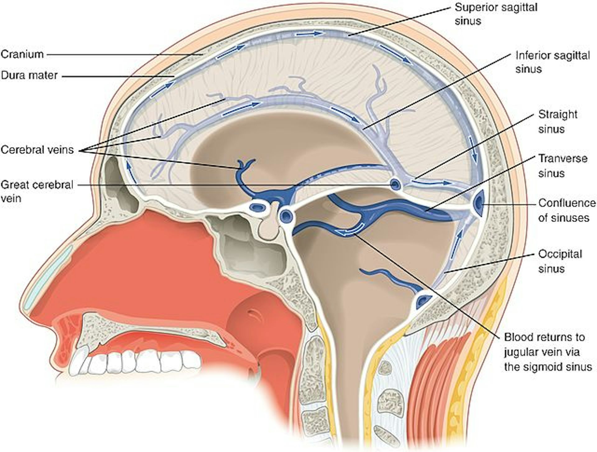 Remove facial veins south florida