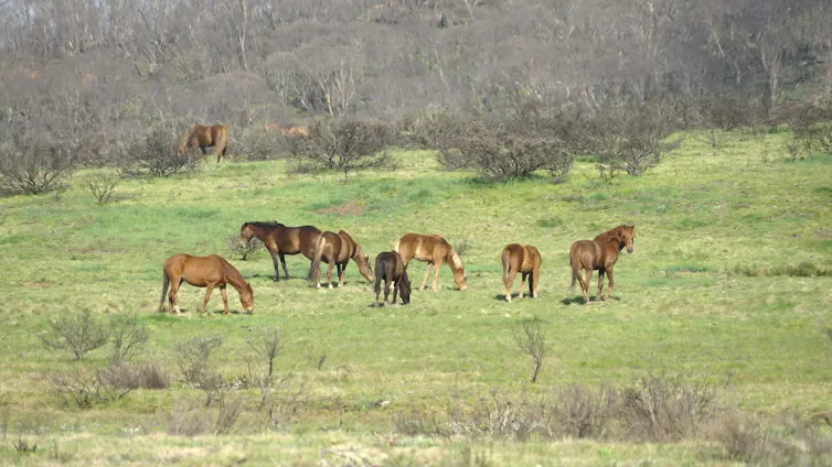 A herd of feral horses in an alpine meadow.