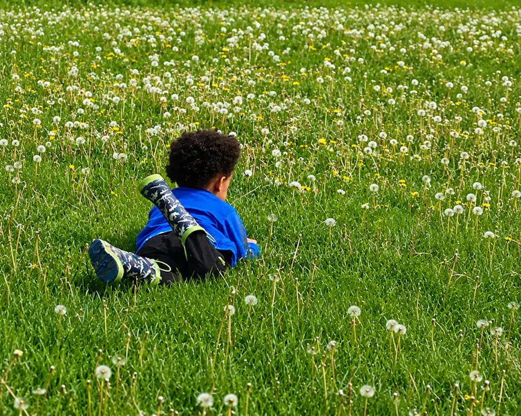 A child lies in the grass and amid dandelions and is looking closely at dandelions.