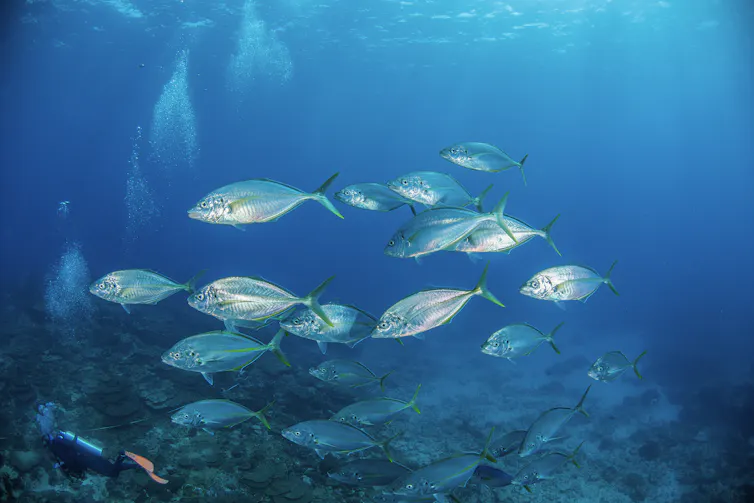 Large reef fish swimming through the ocean