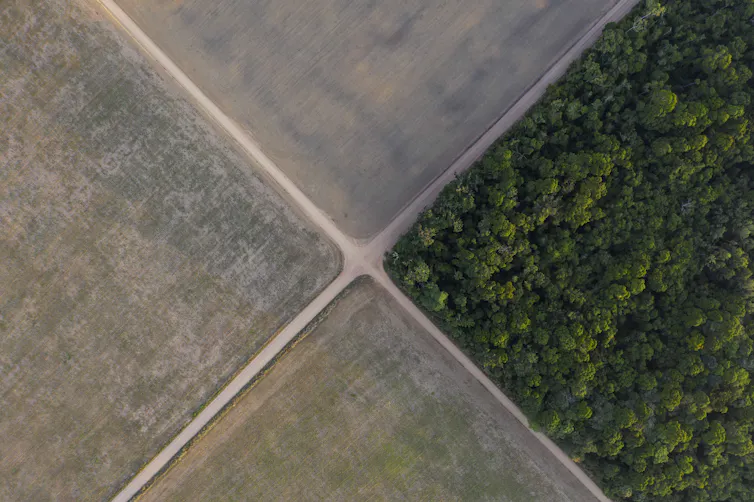 From above, four quadrants of land are seen. Three are soy fields, one is a forest.