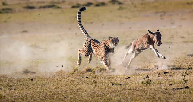 predator chasing prey