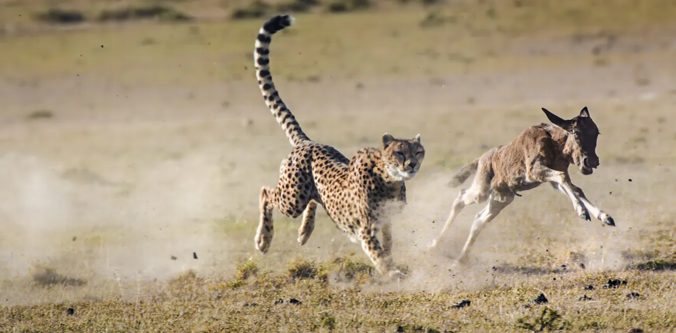 The Hunt: a natural history series that challenges us to side with the ...