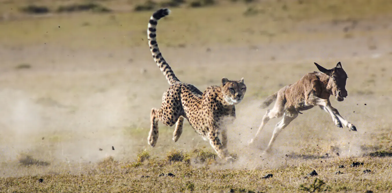 Predation Images The Hunt: a natural history series that challenges us to side with the ...