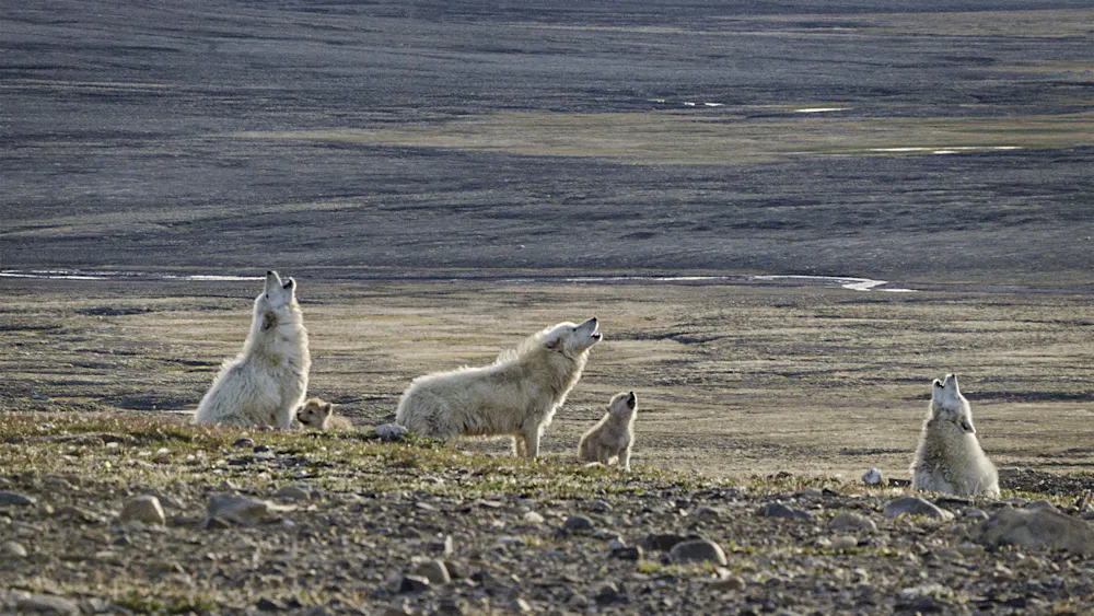 Hunting Wolves Predator The Hunt: a natural history series that challenges us to side with the ...