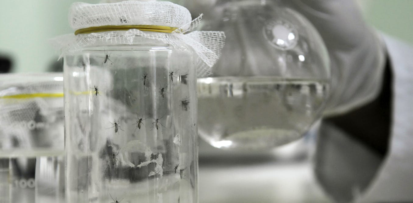 The quest to find a drug that nails the tricky malaria parasite