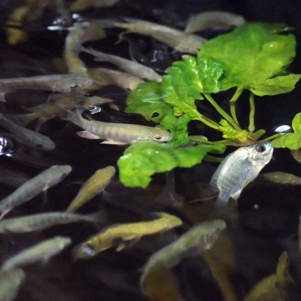 The Sustainable Vegetables That Thrive On A Diet Of Fish Poo The Sustainable Vegetables That Thrive On A Diet Of Fish Poo
