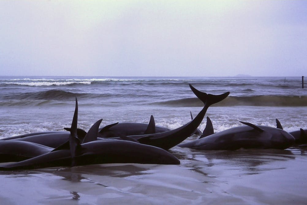 All you need to know about whale strandings in the UK and Europe