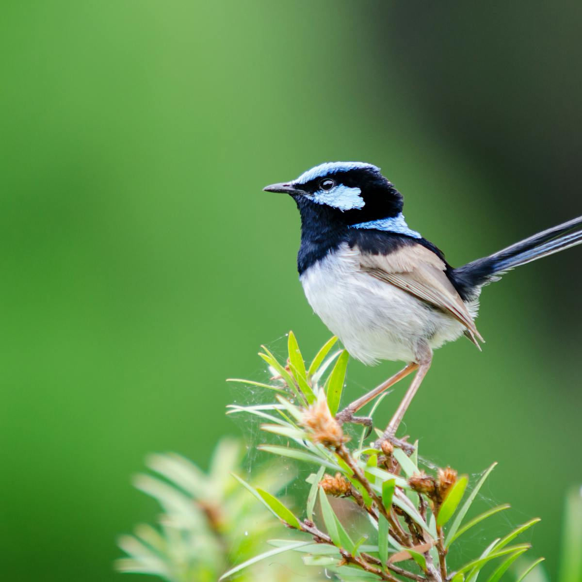 Download Stop The Miners You Can Help Australia S Birds By Planting Native Gardens