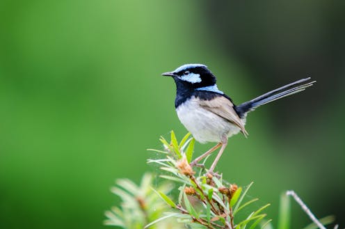 Stop The Miners You Can Help Australia S Birds By Planting Native