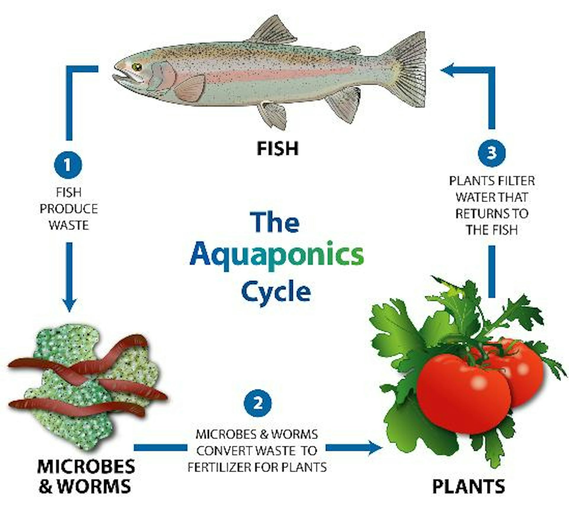 growing vegetables with fish water