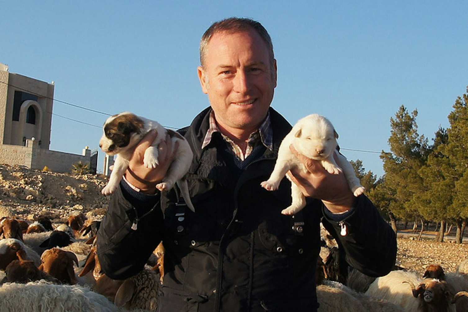 Watching over livestock: our guardian animals