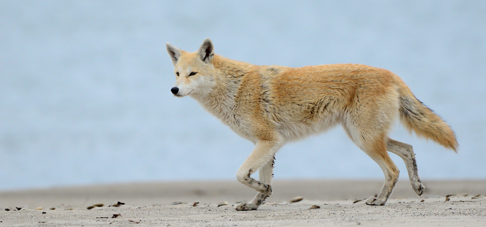 coyote husky hybrid