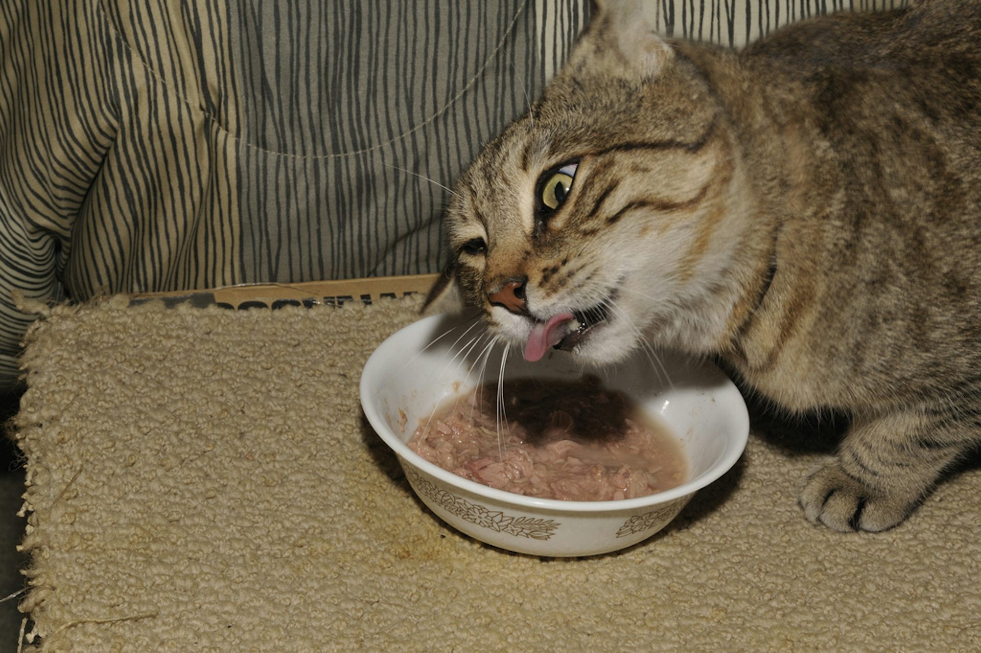 What to feed a hotsell fussy cat