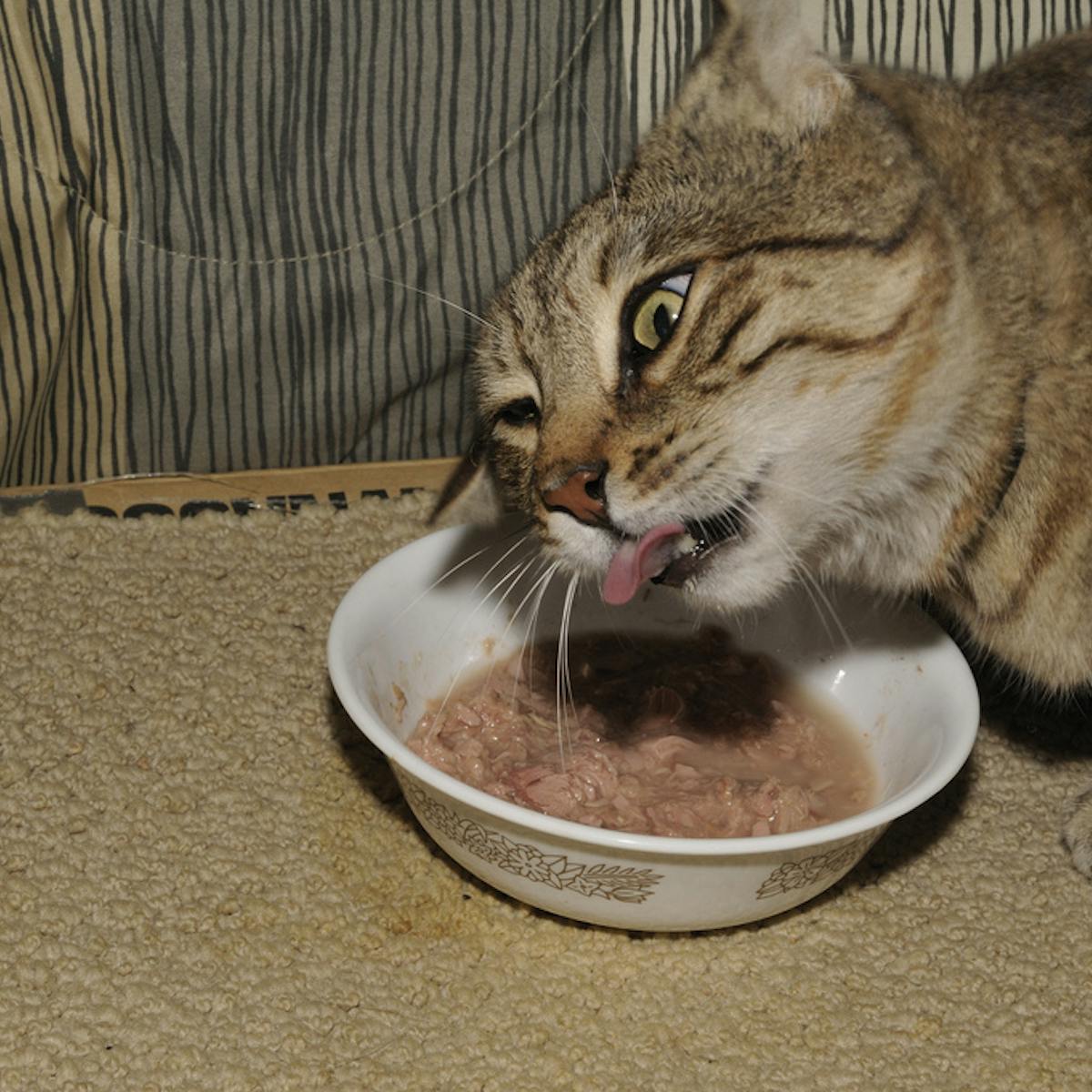 Why Cats Are Fussy Eaters But Dogs Will Consume Almost Anything