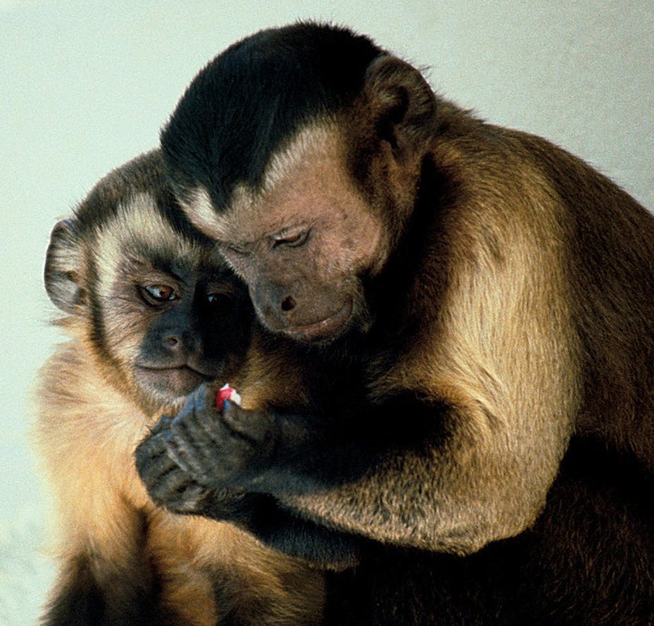 Мораль у животных