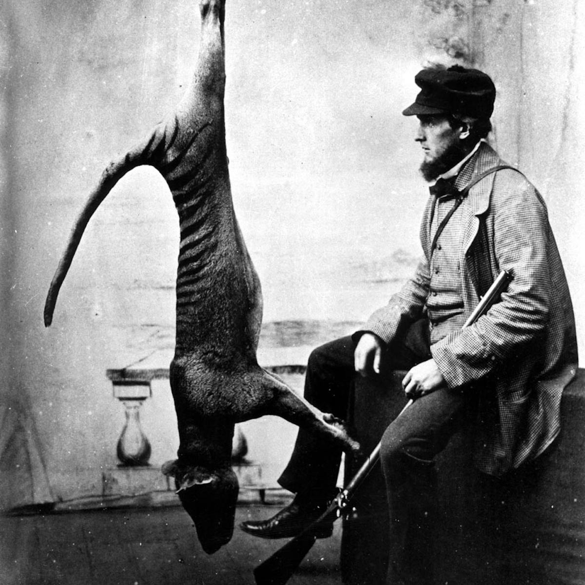 gratis unduh gambar animasi Dingoes May Have Wiped Out Tasmanian Tiger On Mainland Terbaru