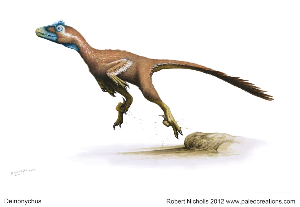 5 Facts About Deinonychus - The Big Dinosaur Podcast