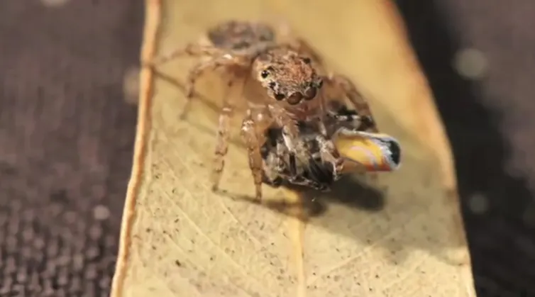 Spider Shake The spectacular peacock spider dance and its strange evolutionary roots