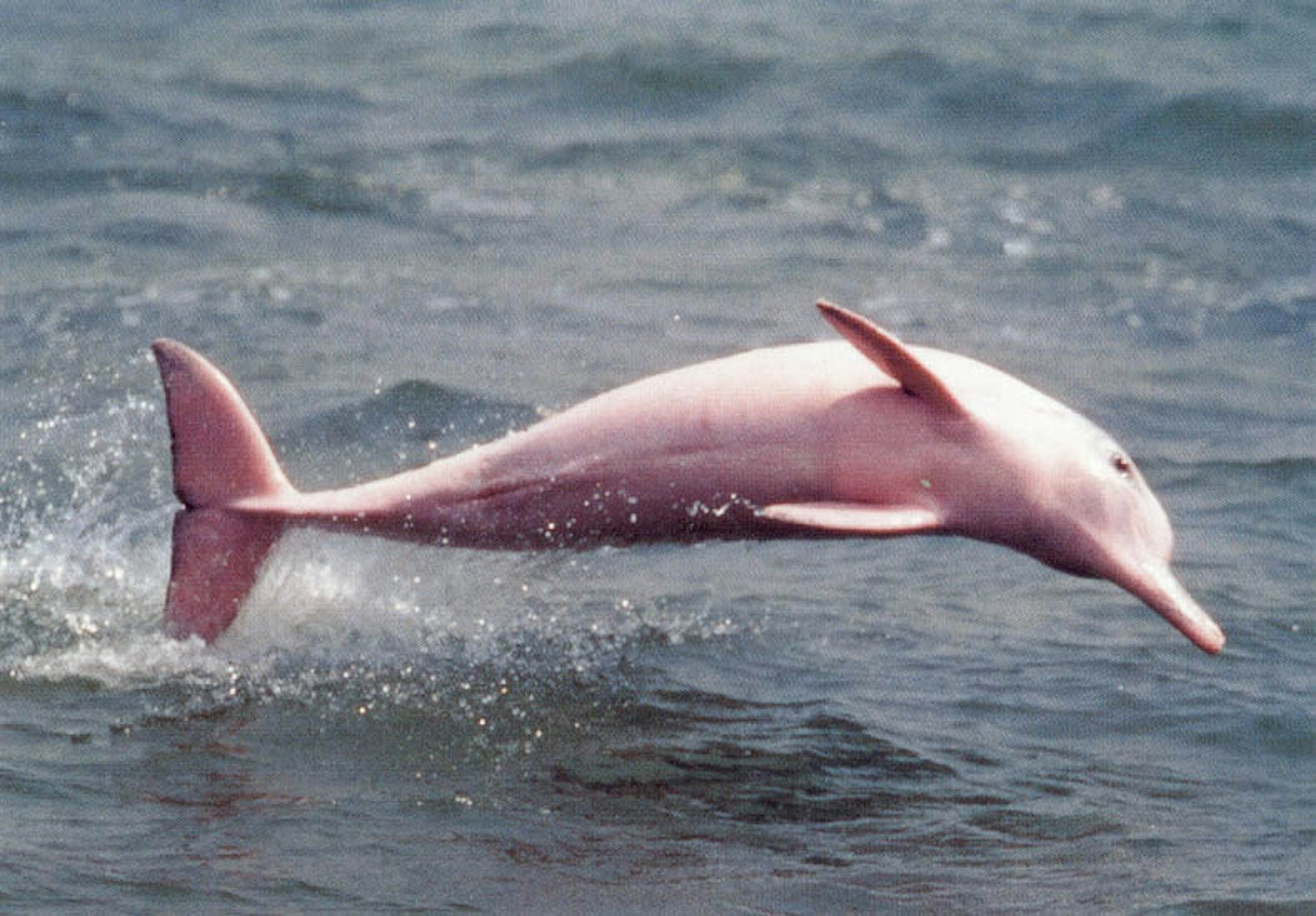 pink water dolphin