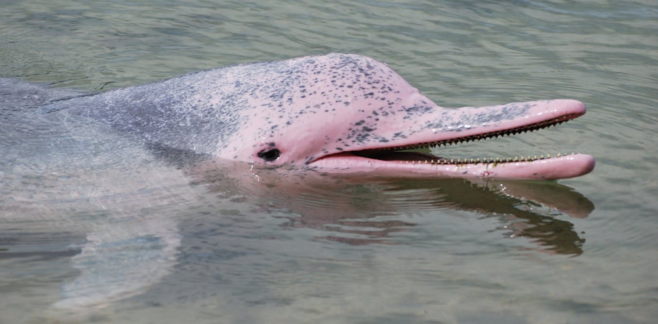 Explainer: why are the endangered dolphins of Hong Kong pink?