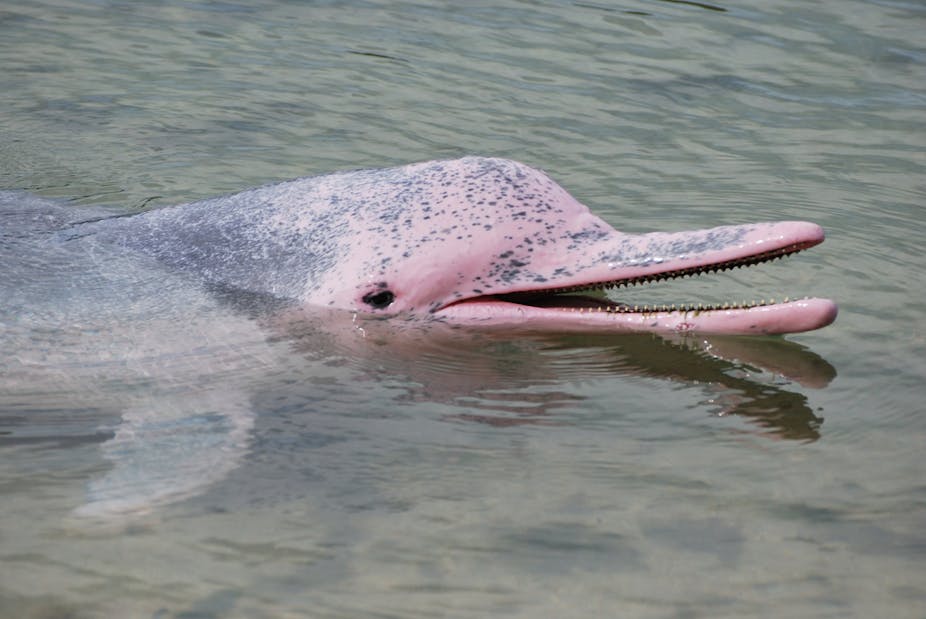 Explainer Why Are The Endangered Dolphins Of Hong Kong Pink Explainer Why Are The Endangered Dolphins Of Hong Kong Pink