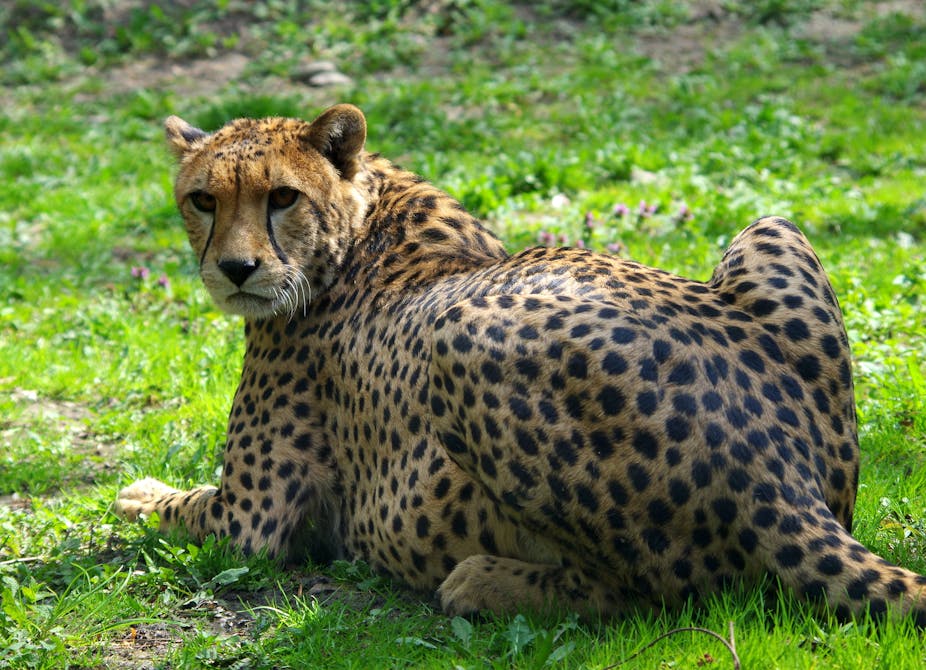 What’s being done in Kenya’s Maasai Mara to protect cheetahs