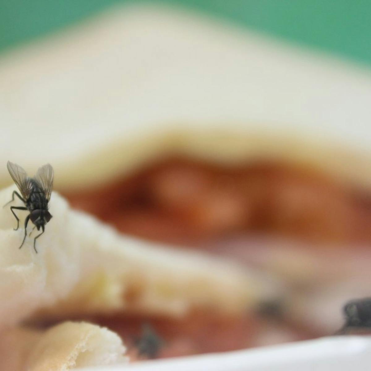 Should I Throw Away Food Once A Fly Has Landed On It