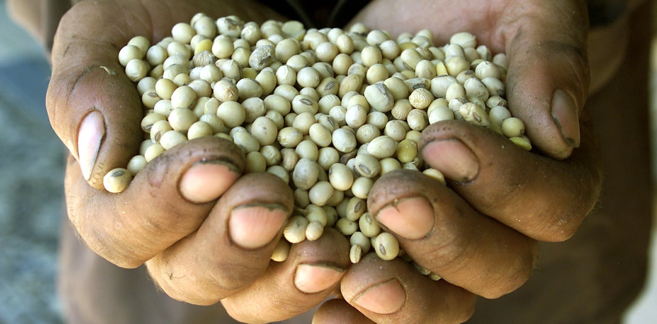 genetic engineering and gm soybean crops genetic engineering and gm soybean crops