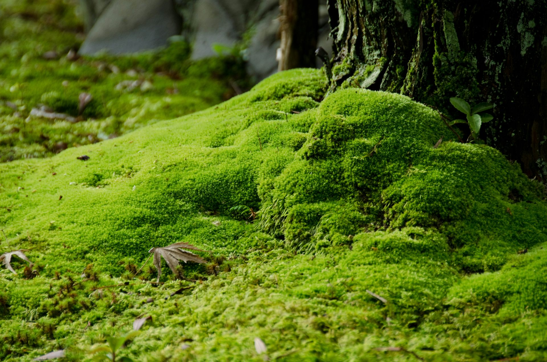 Assistant Curator's Blog: Collecting Moss and Creating Top