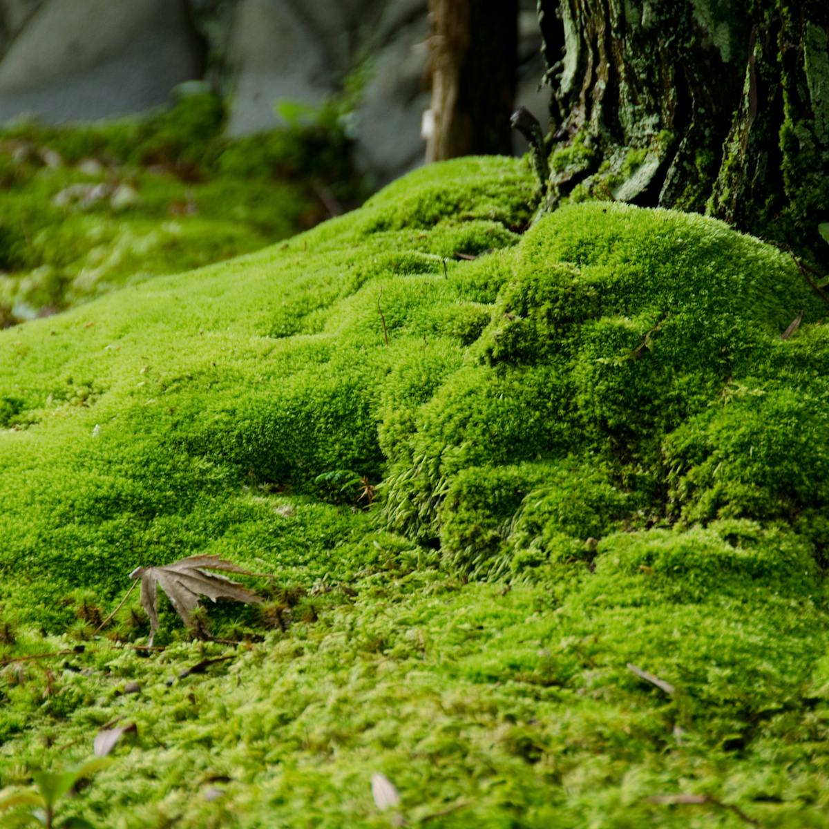 What'S Behind Japan'S Moss Obsession?