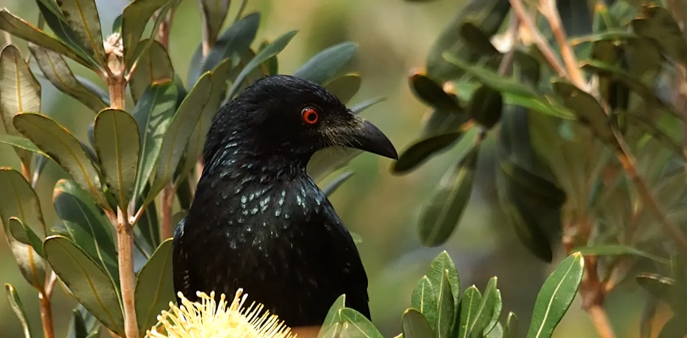 Bird-brained and brilliant: Australia’s avians are smarter than you think