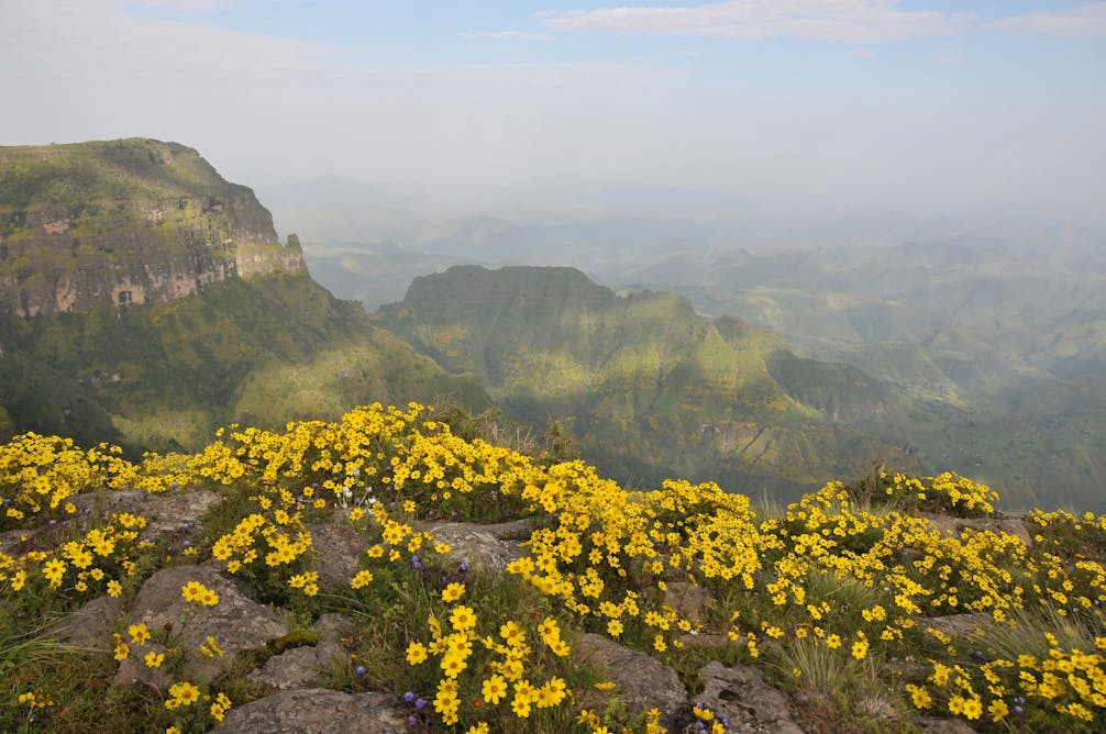 Эфиопия желтые цветы