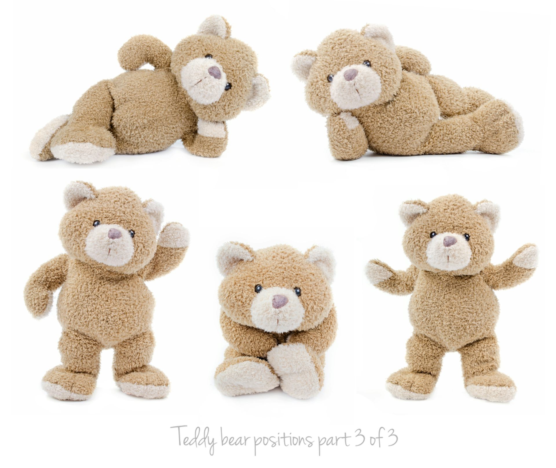 cuddly teddy bears
