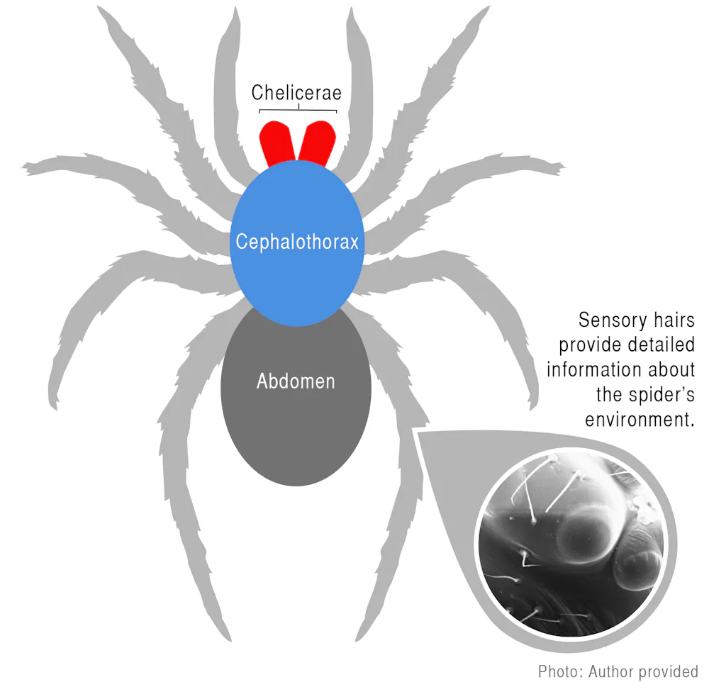 Pathologic Spider Spiders are a treasure trove of scientific wonder