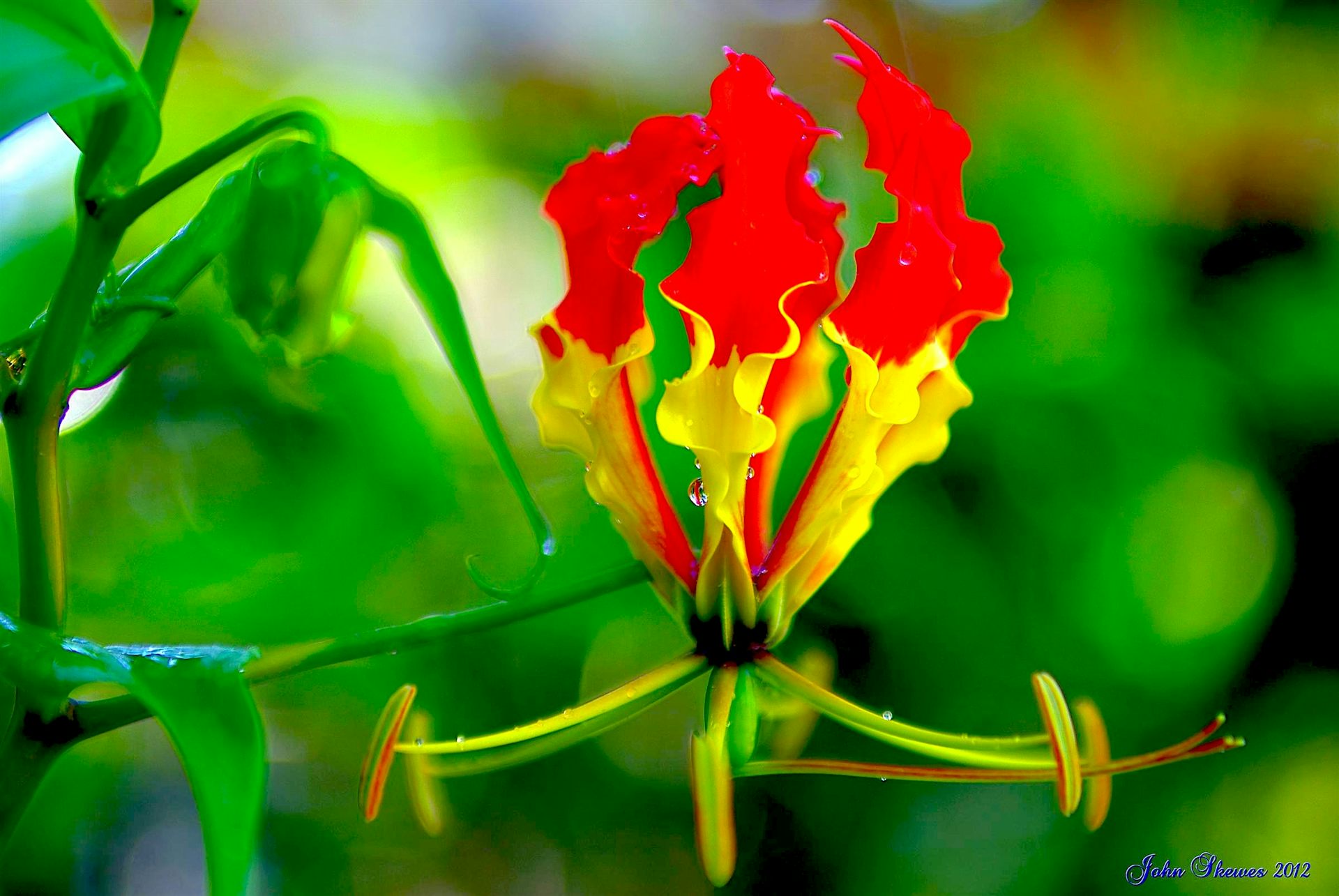 Little Shop Of Horrors The Australian Plants That Can Kill You