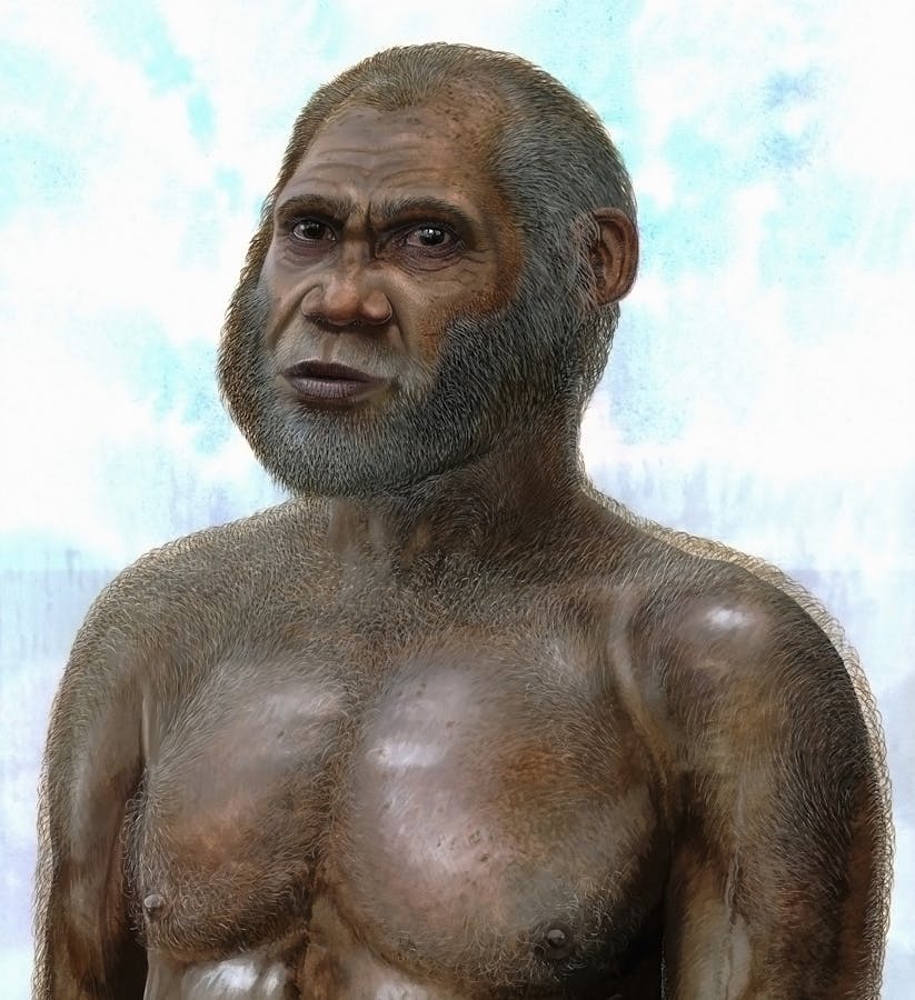 argument deres Aktiver Bone suggests 'Red Deer Cave people' a mysterious species of human
