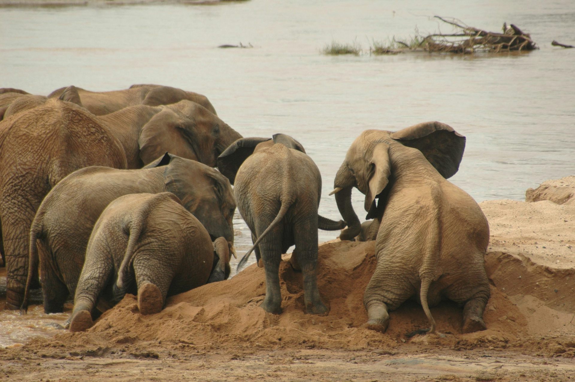 Can elephants retain their social bonds in the face of poaching?