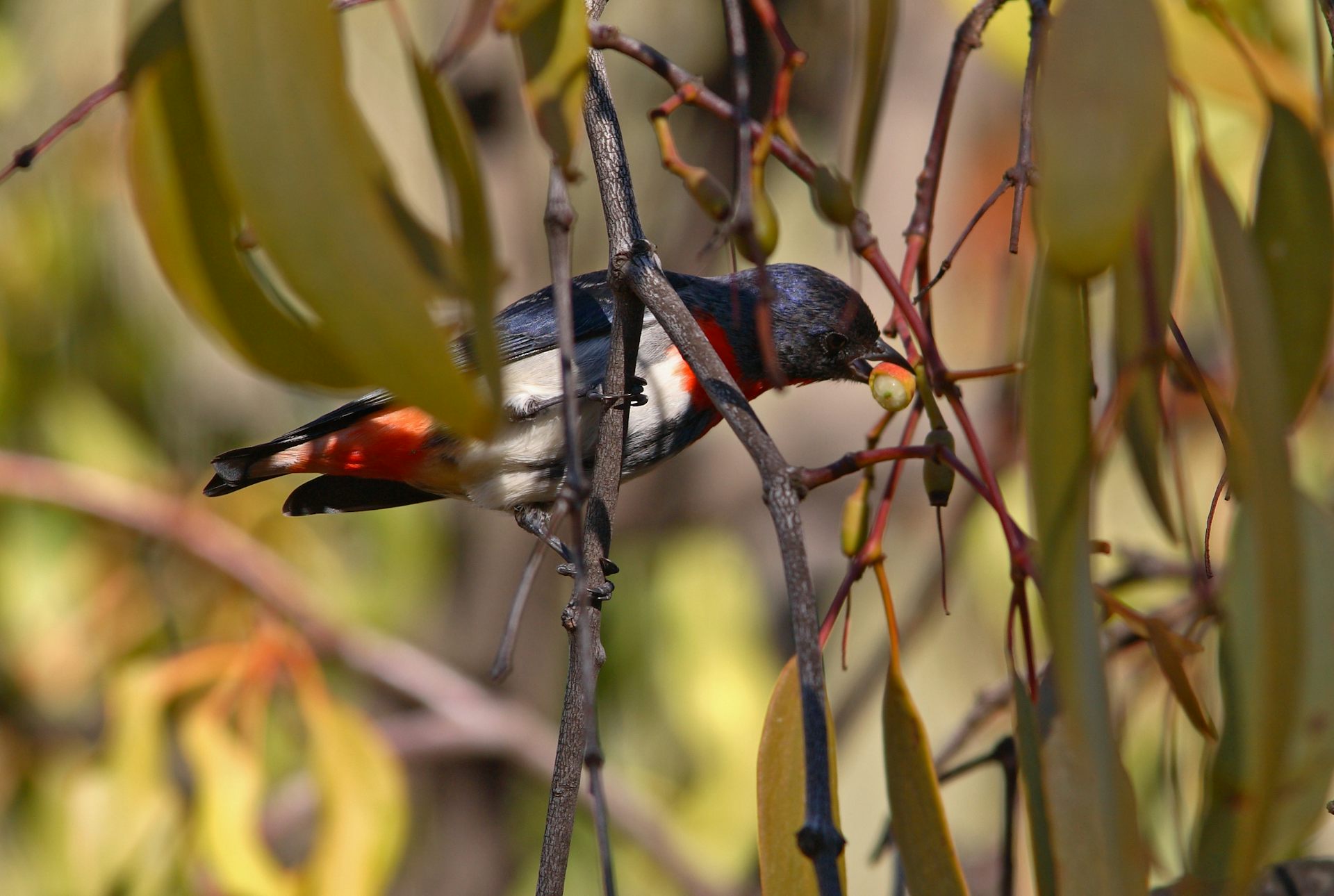 Mistletoe: The Kiss Of Life For Healthy Forests