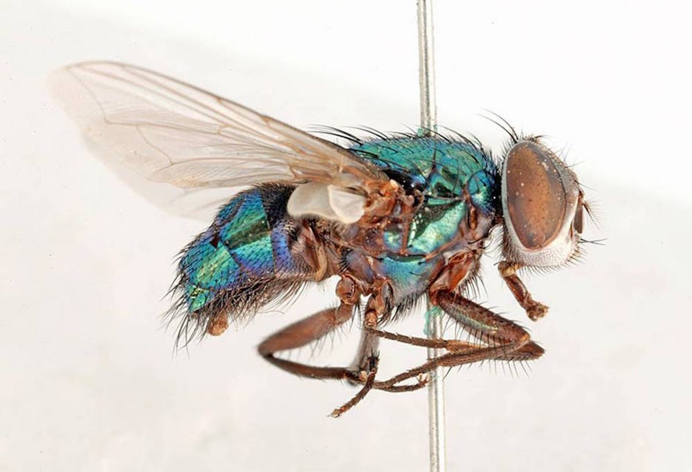 Why do flies try to annoy you?