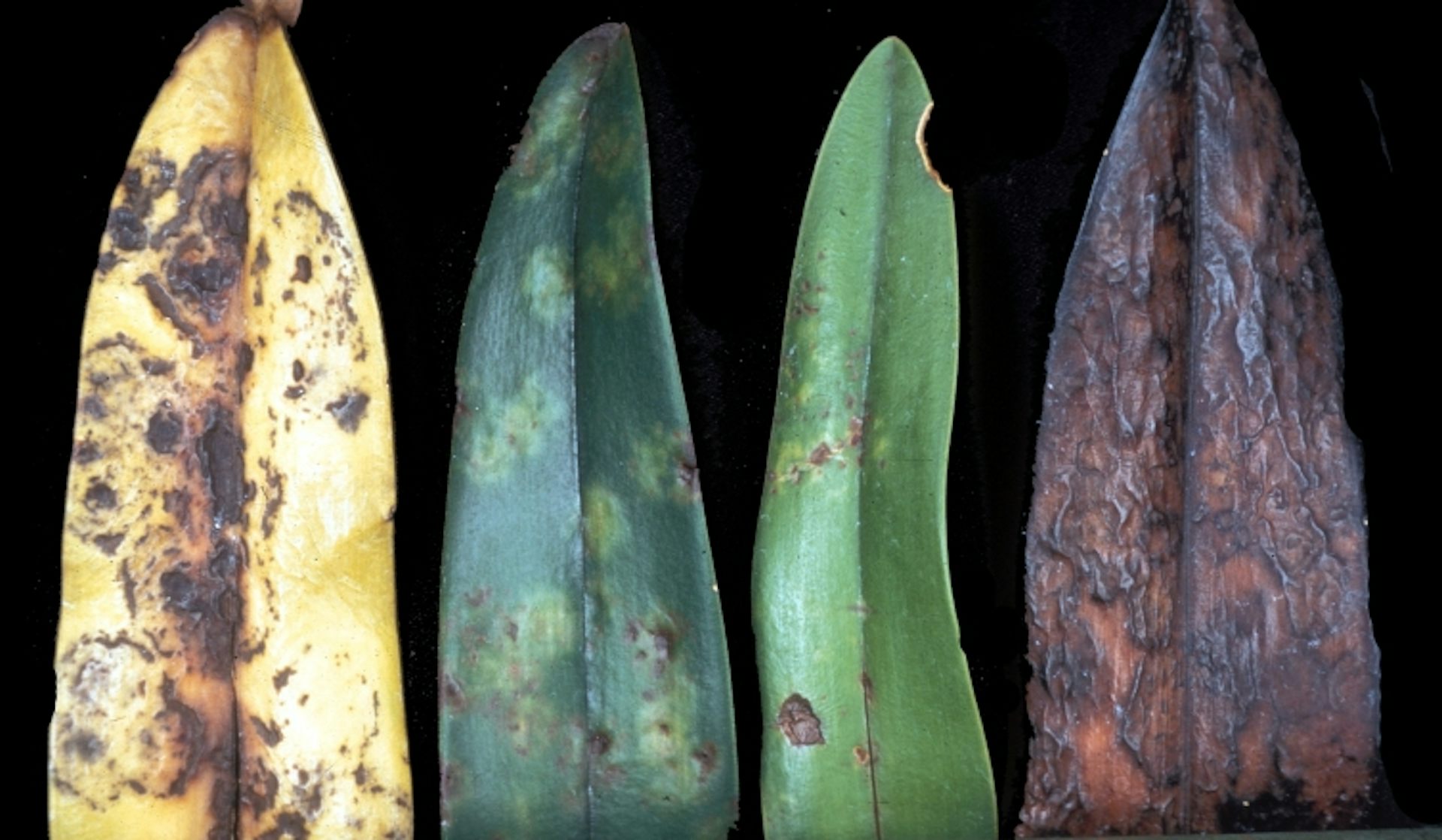 Plant viruses from crop pathogens to key players in bionanotechnology