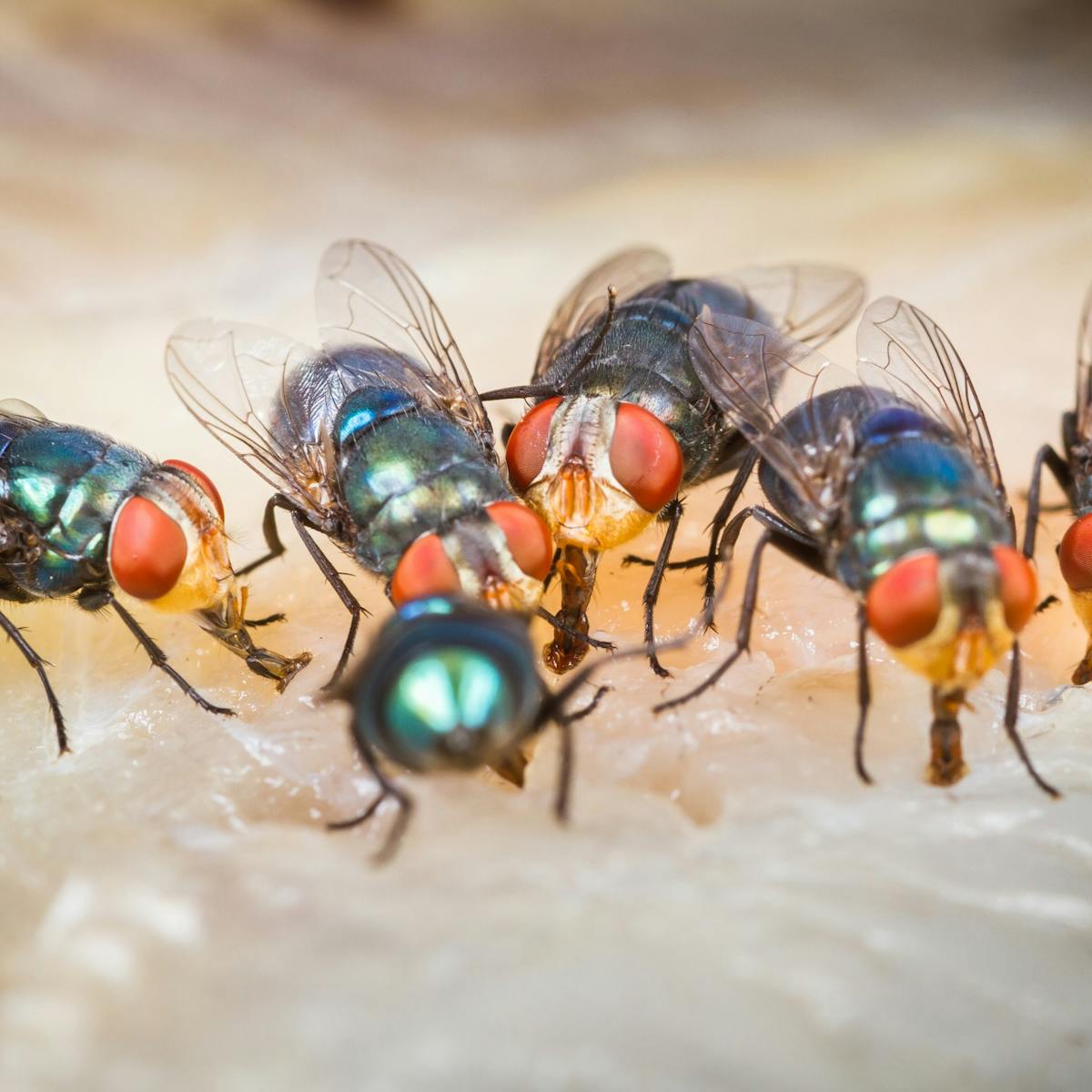 Buzz Buzz Slap Why Flies Can Be So Annoying