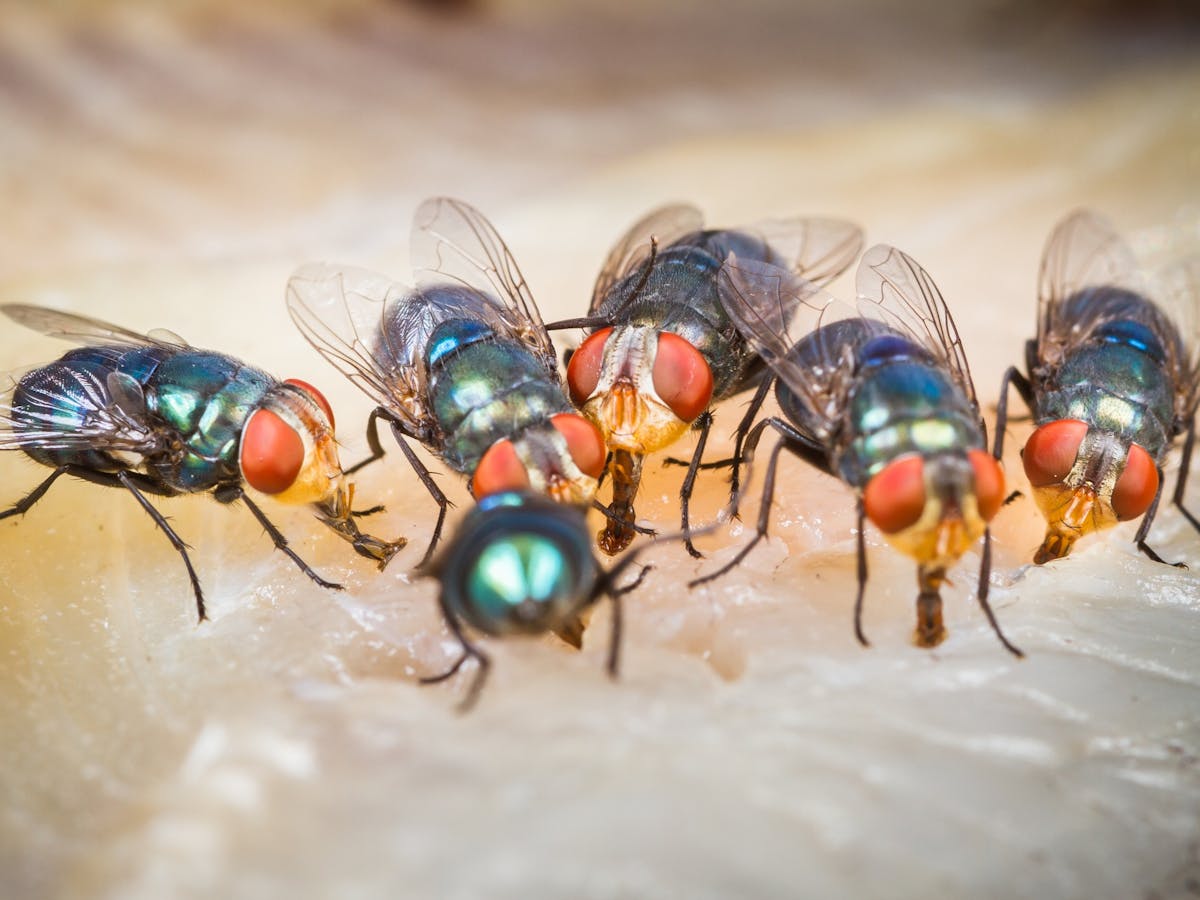 Buzz Buzz Slap Why Flies Can Be So Annoying