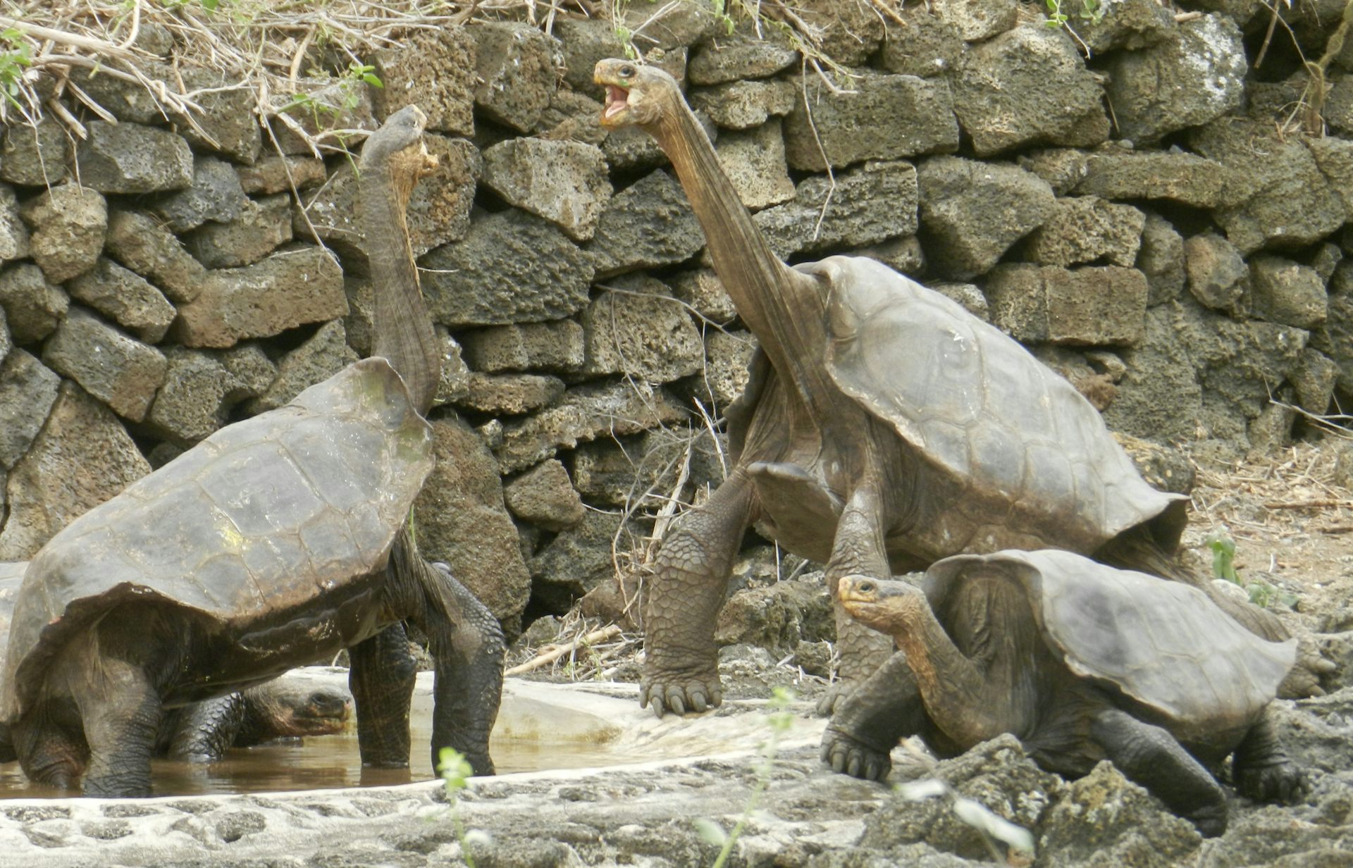 pinta island tortoise