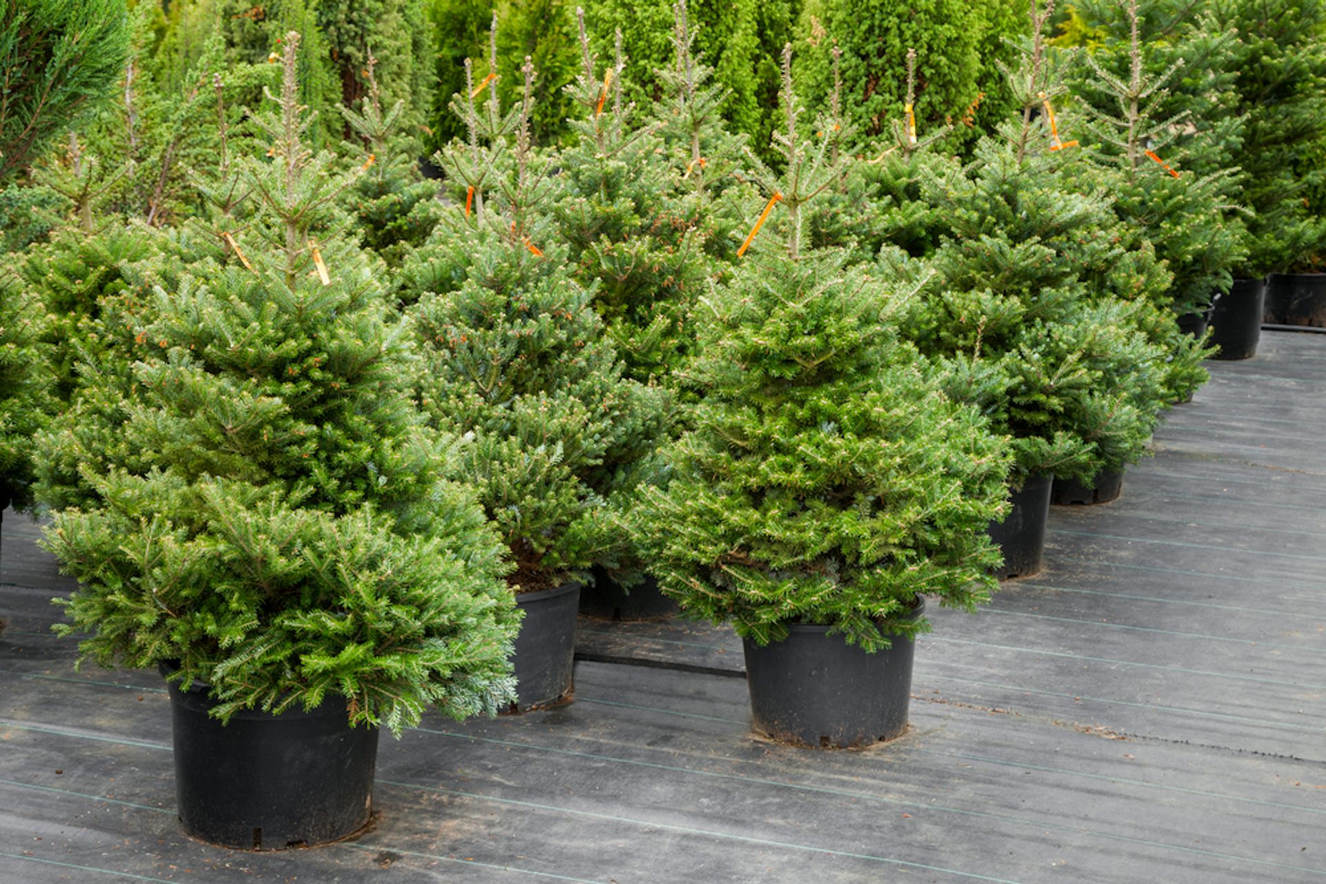 growing christmas trees