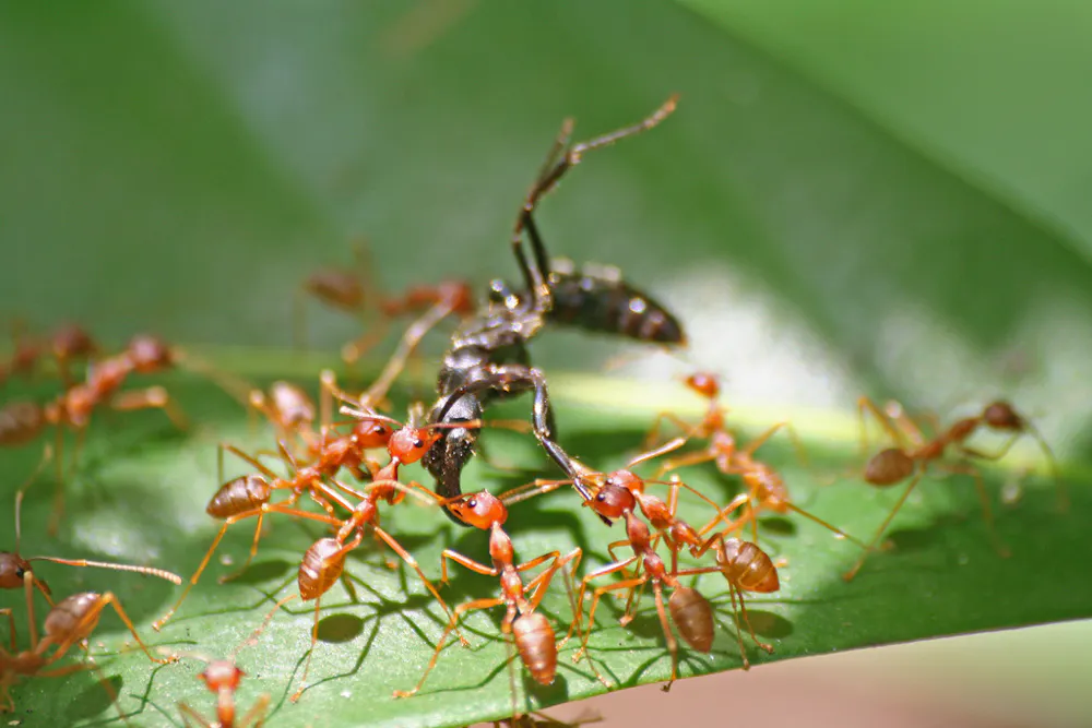 While Many Insects Why we should learn to love all insects – not just the ones that work ...