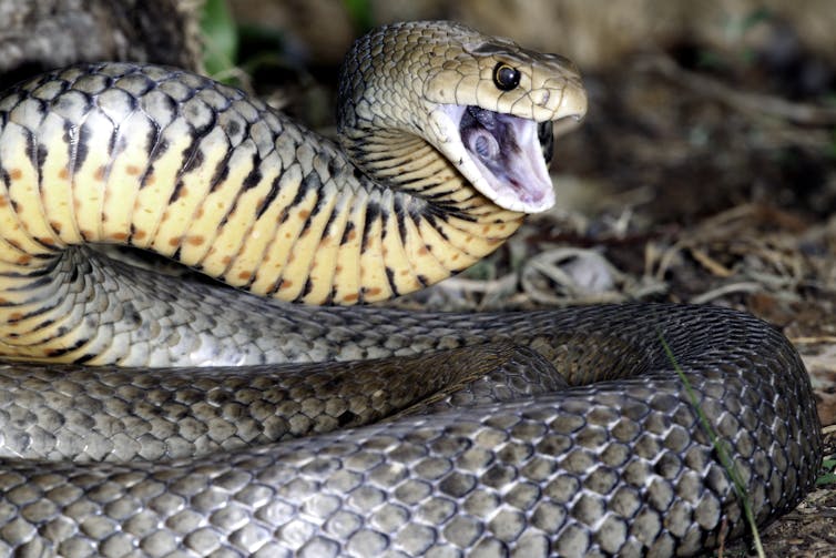 Are Australian snakes the deadliest in the world? Not even close
