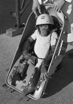 monkeys travel into space